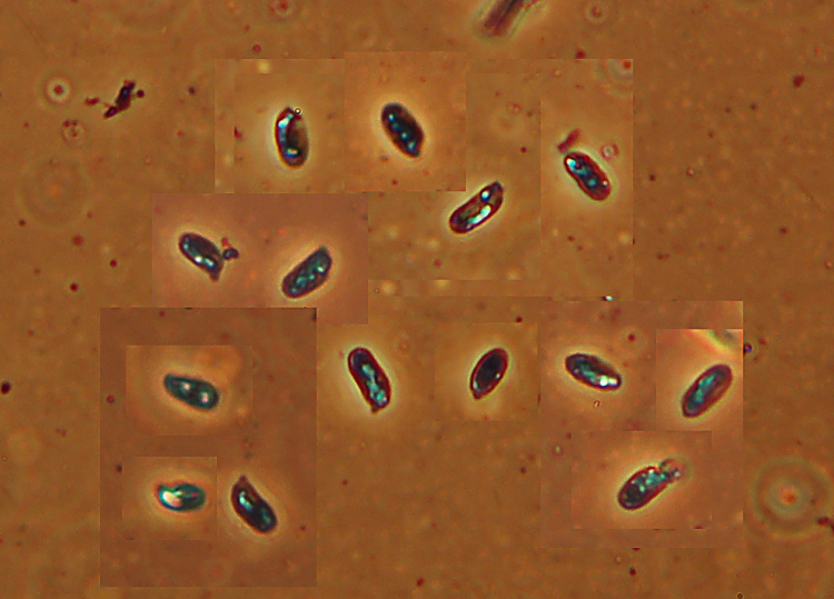 Probabile Stereum rugosum - foto 6656 (Stereum gausapatum)